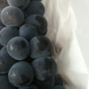 고송농장 이미지