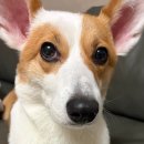 꽃내음나개 이미지