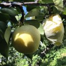 도담농원 이미지