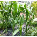 미수농장 이미지