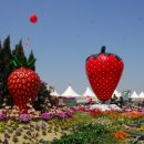 논산 딸기 축제 이미지