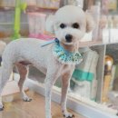 함안 애견샵 러블리펫 이미지