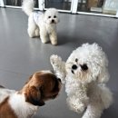 모모유치원 | 원주애견유치원 미용 호텔까지 가능한 애견유치원