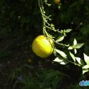 오렌지 수산 이미지