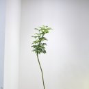 우아한고백법