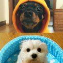 재벌될개 이미지