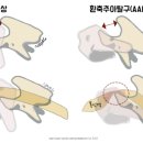 쿨펫 양·한방 동물병원 이미지