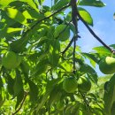 대승농장 이미지