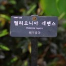 오니아