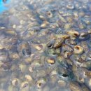 요천다슬기마을 이미지