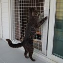 나비캐터리 이미지