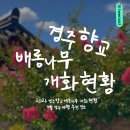 경주 향교 | 2026 경주향교 배롱나무 개화현황｜7월 경주 여행 추천 명소