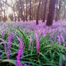 한산모시짜기 | 바다로 난 철로와 모시 숲, 설림(舌林)