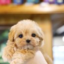 디올 메디칼 이미지