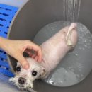 라미살롱 이미지