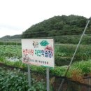 무르실 고추마을 이미지