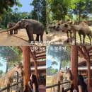 (주)주엔 | 푸꾸옥북부놀거리) 내돈내산 "빈펄사파리푸꾸옥" 주트램/입장시간/후기 강력추천!