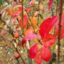 일락농원 이미지