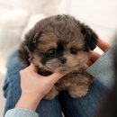 부산강아지분양 미유펫 이미지