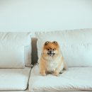 체리애견 이미지