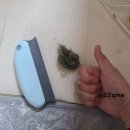 지구별댕댕이 이미지