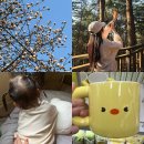 3월 셋째주 포토 다이어리 (spring has sprung)