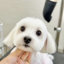 하나유치원 | 금천 가산동 애견미용 엉클독 애견유치원 미용 후기