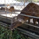 한계사슴농원 이미지