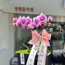 사림동191 | 재방문 단골 꽃집_신월동 설렘플라워(내돈내산)