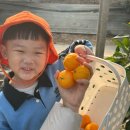 천혜농장 | 창원 아이랑 체험) 창원 감이귤이농장에서 아이들과 귤 따기 체험하기