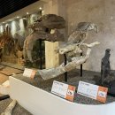 안면도쥬라기박물관 이미지