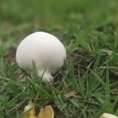 백두산 목장 이미지