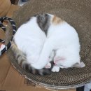 민들레자원 | 비영리 사단법인 포캣멍센터 세 번째 봉사 후기 💜