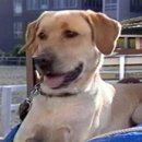 로시난테 이미지