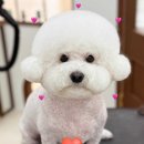 댕디샵 이미지