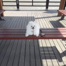 강화도루비