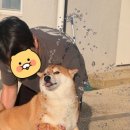 빵순돌이네 하우스 네이버블로그