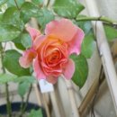 AUGUST(어거스트) 이미지