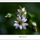 들꽃나라 이미지