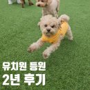 평화유치원 | 2년간 200회 넘게 다닌 강아지유치원 후기
