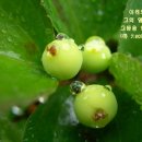 은사목장 이미지