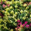 신비소리 이미지