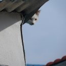 양철지붕위의고양이 이미지