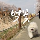 서부간선길1L | 인천 벚꽃 나들이 서부간선수로 주차장 꿀팁 후기 강아지랑 다녀온 애견동반 산책코스