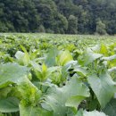 하늘밭농원 이미지