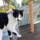 월드캣 | [내돈내산 | 제주] 고양이 100마리 만나러 &gt;&gt;제주캣월드&lt;&lt; 다녀온 후기 !!