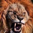 타이어사자 이미지