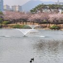 이충분수공원1 | 김해 연지공원 벚꽃 실시간 개화 상황! 튤립은 언제 필까? (주차/음악분수 시간표) 3월27일 후기