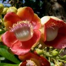 포탄 나무(Cannonball Tree) 이미지