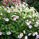 봉우공원 이미지